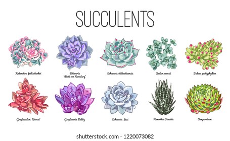 The illustration of different kind succulents. Vector floral design. House plants from hot and dry climate. Echeveria, sedum, kalanchoe, haworthia, graptosedum, sempervivum and graptoveria.