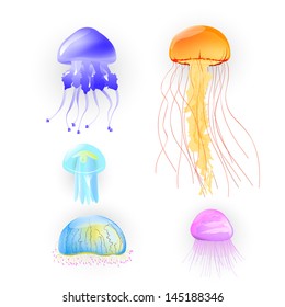 Illustration of different kinds of jellyfish
