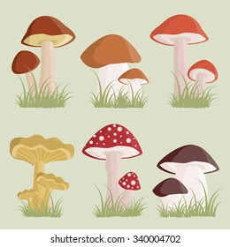 Illustration of the different kinds of mushrooms 