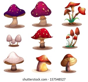 Illustration of the different kinds of mushrooms on a white background