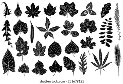Illustration of different leaves isolated on white