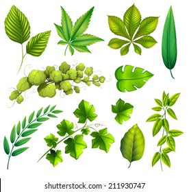 Illustration of the different leaves on a white background