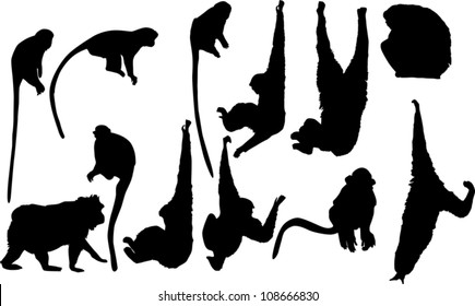 illustration with different monkey silhouettes isolated on white background