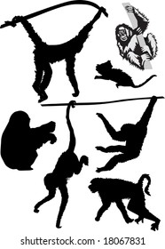 illustration with different monkey silhouettes isolated on white background