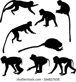 Illustration mit verschiedenen Affen-Silhouetten einzeln auf weißem Hintergrund