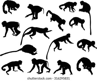 illustration with different monkey silhouettes isolated on white background