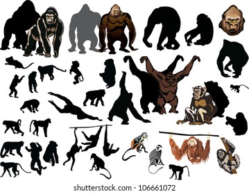 illustration with different monkeys isolated on white background