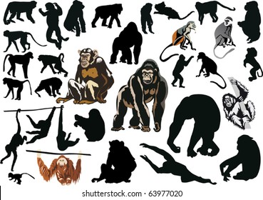 illustration with different monkeys isolated on white background