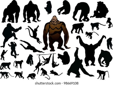illustration with different monkeys isolated on white background