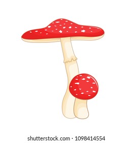 Illustration of different mushrooms amanita of different shapes. Vector mushrooms in cartoon style. Isolated on white background