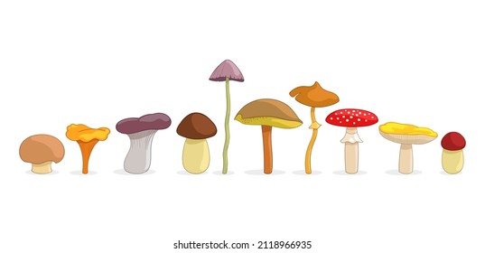 Illustration with different mushrooms. Different mushrooms in cartoon style, isolated on a white background.