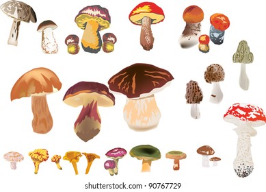 ilustración con diferentes hongos aislados en fondo blanco