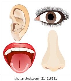 Illustration of Different Parts of the Face