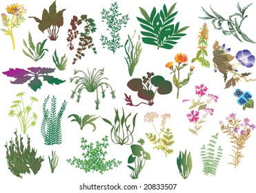 ilustración de diferentes plantas aisladas en fondo blanco