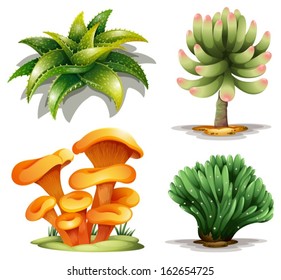 Illustration of the different plants on a white background