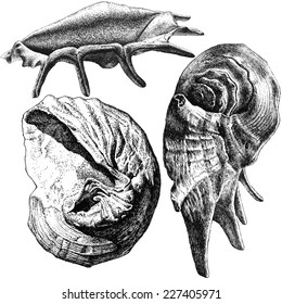illustration with different realistic seashells on white background