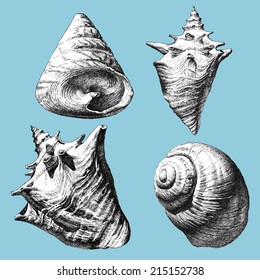 illustration with different realistic shells on a blue background