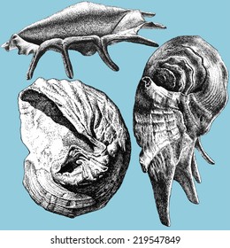 illustration with different realistic shells on a blue background