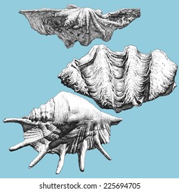 illustration with different realistic shells on a blue background