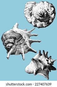 illustration with different realistic shells on a blue background