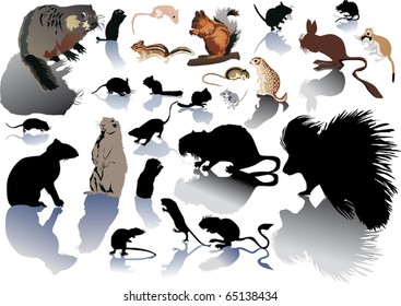 illustration with different rodents isolated on white background