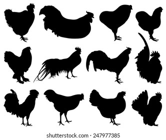 Illustration of different roosters isolated on white