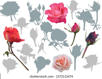 illustration with different roses isolated on white background