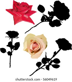 Illustration mit verschiedenen Rosen einzeln auf weißem Hintergrund