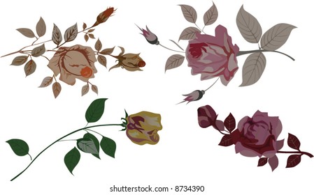 illustration with different roses isolated on white background