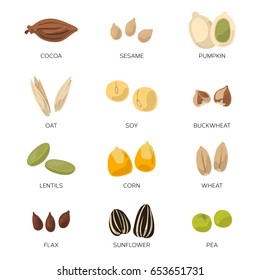 Illustration of different seeds isolate on white background. Vector icons set