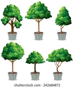 Illustration of different shape of potted plant