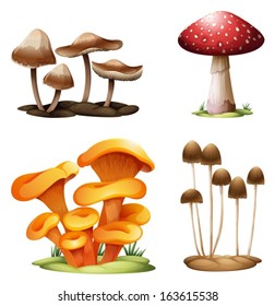 Illustration of the different species of mushrooms on a white background