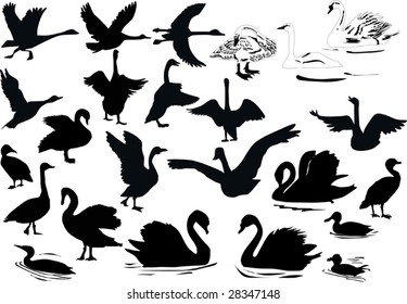 illustration with different swimming birds silhouettes