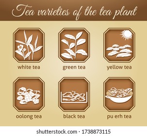 Darstellung verschiedener Teesorten als Vektor