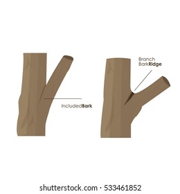 Illustration of the different tree stumps
