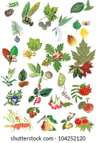 illustration with different trees leaves and fruits isolated on white background
