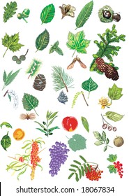 illustration with different trees leaves and fruits isolated on white background