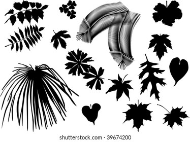 illustration with different trees leaves isolated on white background