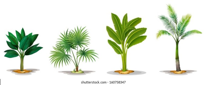 Illustration of the different trees on a white background