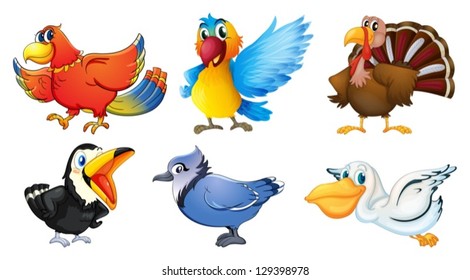 Illustration of the different types of birds on a white background