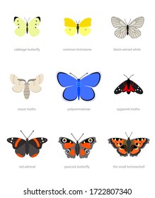 Illustration of different types of butterflies