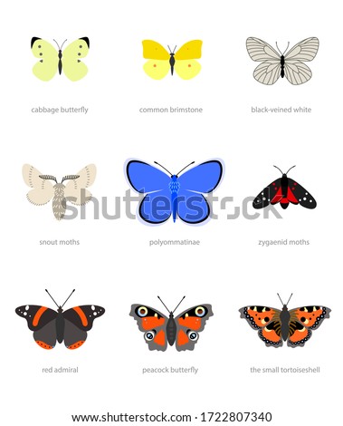 Illustration of different types of butterflies