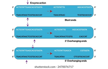 Illustration of Different Types of DNA Ends After Cleavage: Blunt End 3' Overhanging Ends and 5' Overhanging Ends on a White Background.