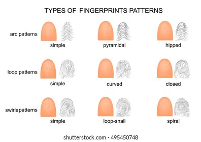 illustration of different types of fingerprints - Shutterstock ID 495450748