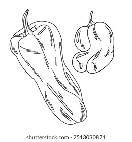Illustration of different varieties of bell peppers in doodle style, outline on white background