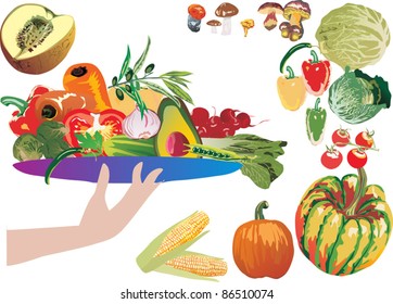 illustration with different vegetables isolated on white background