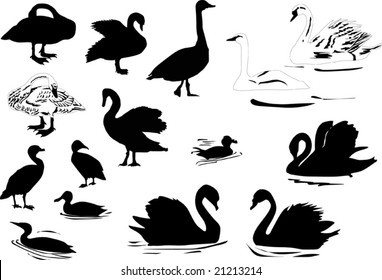 illustration with different waterfowl silhouettes