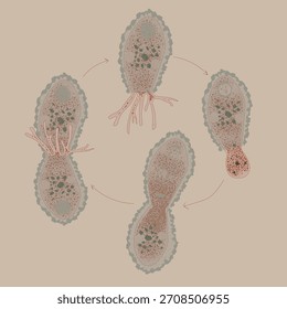 Ilustración de la división de Difflugia, mostrada en etapas secuenciales con flechas. Citoplasma detallado, concha de arena, núcleos y pseudopodios sobre un fondo beige suave.