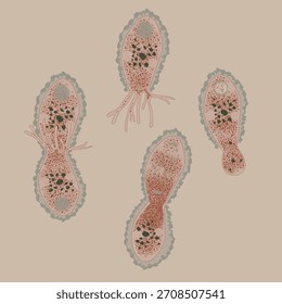 Ilustración de Difflugia sp. dividiéndose a través de etapas secuenciales, con una cáscara transparente que revela núcleos, citoplasma y pseudopodios activos sobre un fondo beige suave.