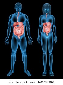 Illustration of the digestive system